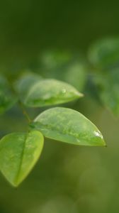 Preview wallpaper leaves, water, drop, macro, blur