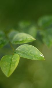 Preview wallpaper leaves, water, drop, macro, blur