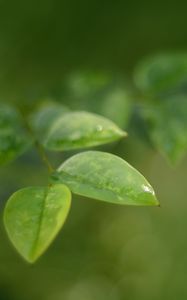 Preview wallpaper leaves, water, drop, macro, blur
