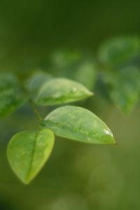 Preview wallpaper leaves, water, drop, macro, blur
