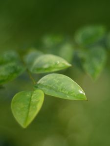 Preview wallpaper leaves, water, drop, macro, blur