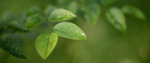 Preview wallpaper leaves, water, drop, macro, blur