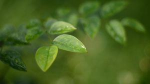 Preview wallpaper leaves, water, drop, macro, blur