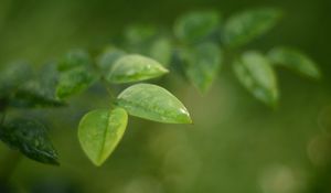 Preview wallpaper leaves, water, drop, macro, blur