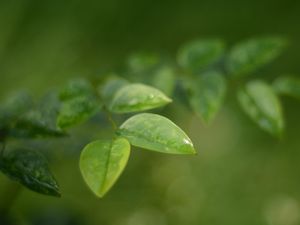 Preview wallpaper leaves, water, drop, macro, blur