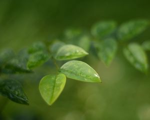 Preview wallpaper leaves, water, drop, macro, blur