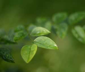 Preview wallpaper leaves, water, drop, macro, blur