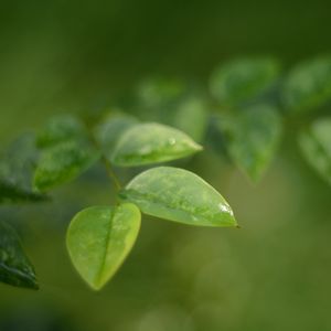 Preview wallpaper leaves, water, drop, macro, blur