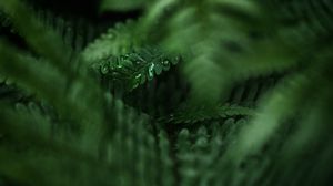 Preview wallpaper leaves, water, drops, blur, macro