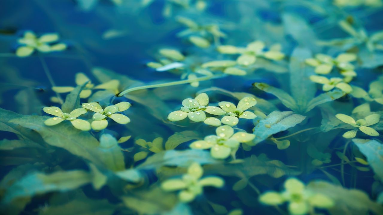 Wallpaper leaves, water, drops, macro, underwater