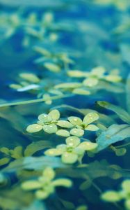 Preview wallpaper leaves, water, drops, macro, underwater