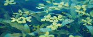 Preview wallpaper leaves, water, drops, macro, underwater