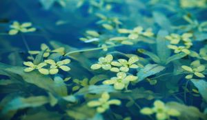 Preview wallpaper leaves, water, drops, macro, underwater