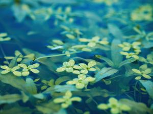 Preview wallpaper leaves, water, drops, macro, underwater