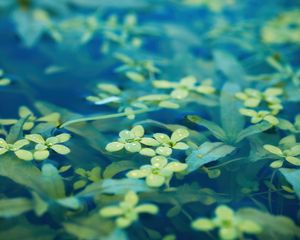 Preview wallpaper leaves, water, drops, macro, underwater