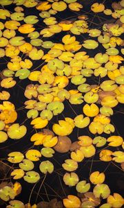 Preview wallpaper leaves, water, pond, nature, plants