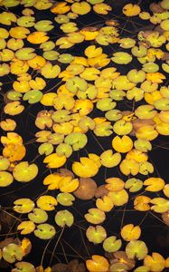 Preview wallpaper leaves, water, pond, nature, plants