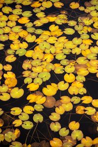 Preview wallpaper leaves, water, pond, nature, plants