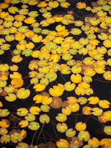 Preview wallpaper leaves, water, pond, nature, plants