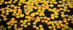 Preview wallpaper leaves, water, pond, nature, plants