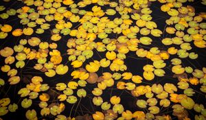 Preview wallpaper leaves, water, pond, nature, plants