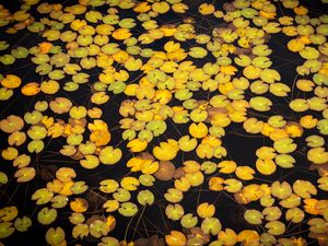 Preview wallpaper leaves, water, pond, nature, plants