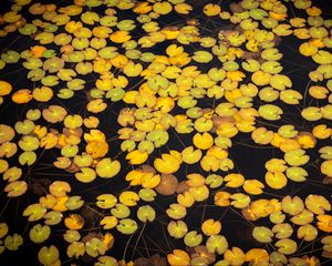 Preview wallpaper leaves, water, pond, nature, plants