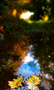 Preview wallpaper leaves, water, reflection, macro