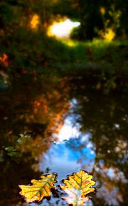 Preview wallpaper leaves, water, reflection, macro