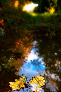 Preview wallpaper leaves, water, reflection, macro