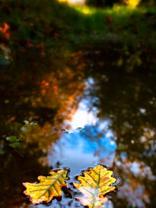 Preview wallpaper leaves, water, reflection, macro