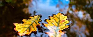 Preview wallpaper leaves, water, reflection, macro