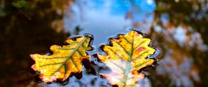 Preview wallpaper leaves, water, reflection, macro