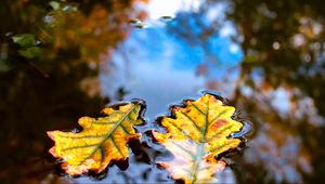 Preview wallpaper leaves, water, reflection, macro