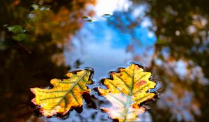 Preview wallpaper leaves, water, reflection, macro