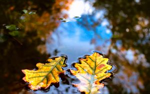 Preview wallpaper leaves, water, reflection, macro