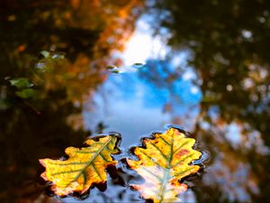 Preview wallpaper leaves, water, reflection, macro