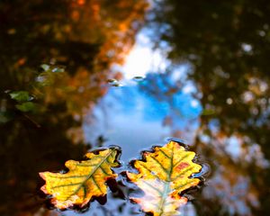 Preview wallpaper leaves, water, reflection, macro