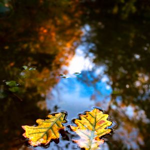 Preview wallpaper leaves, water, reflection, macro