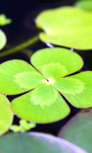 Preview wallpaper leaves, water, swim