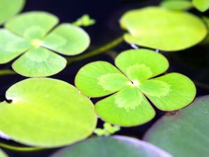 Preview wallpaper leaves, water, swim