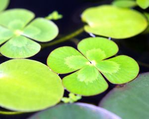 Preview wallpaper leaves, water, swim