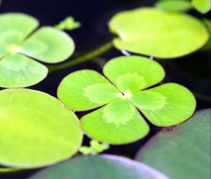 Preview wallpaper leaves, water, swim