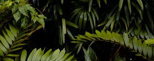 Preview wallpaper leaves, wet, drops, green, vegetation