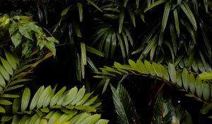 Preview wallpaper leaves, wet, drops, green, vegetation