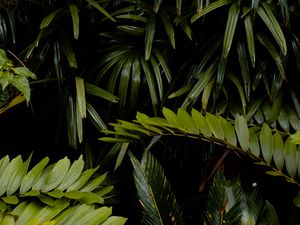 Preview wallpaper leaves, wet, drops, green, vegetation