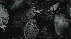 Preview wallpaper leaves, wet, drops, dark, plant