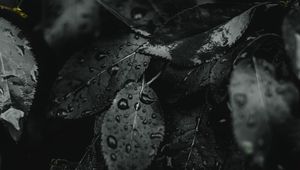 Preview wallpaper leaves, wet, drops, dark, plant