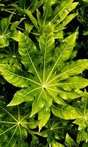 Preview wallpaper leaves, wet, drops, green, macro