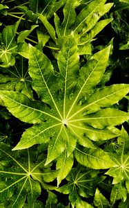 Preview wallpaper leaves, wet, drops, green, macro